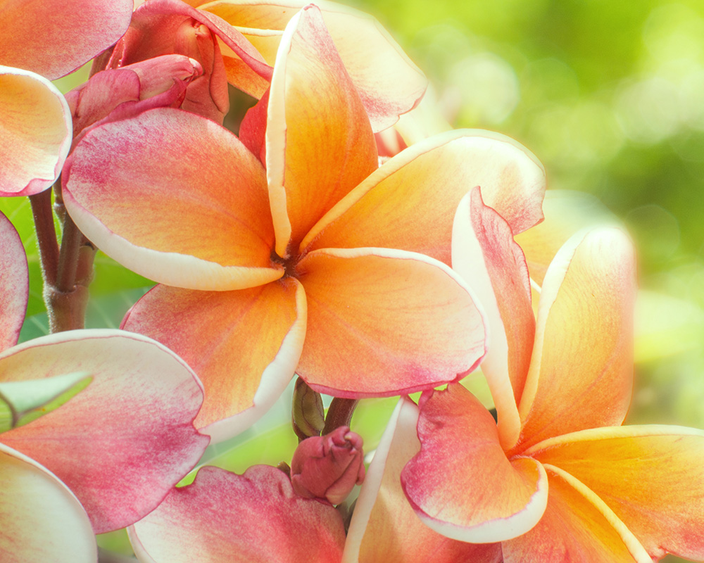 Plumeria blossoms representing Hawaiʻi hospitality